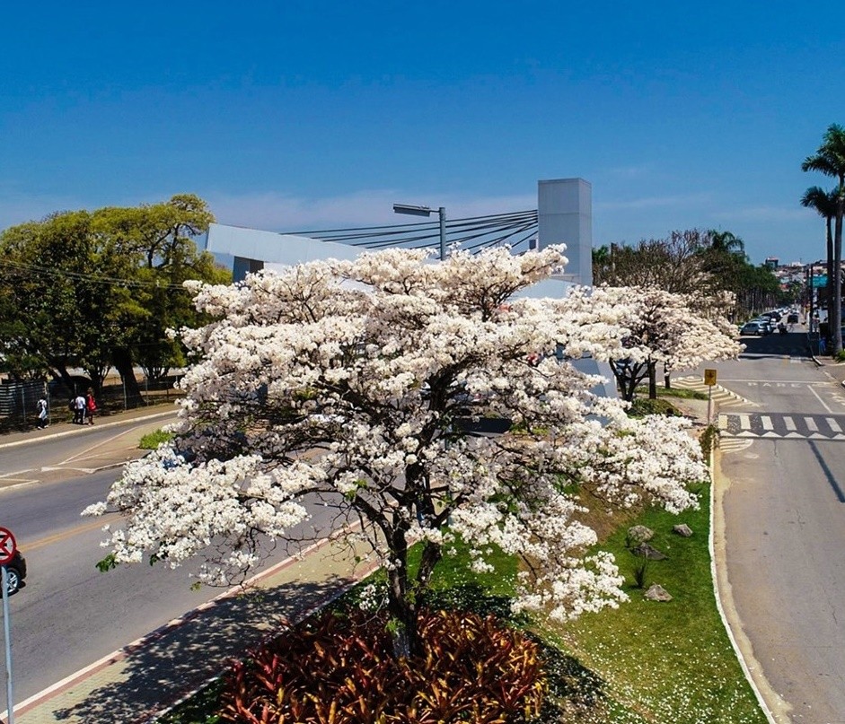 Imagem 1 da notícia: Ipê branco se torna símbolo do município